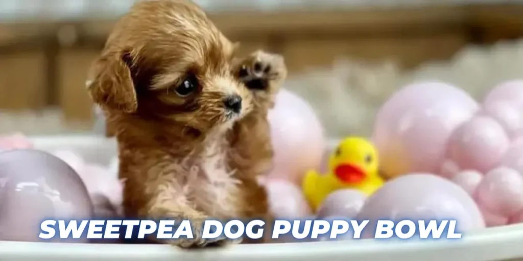 Sweetpea Dog Puppy Bowl